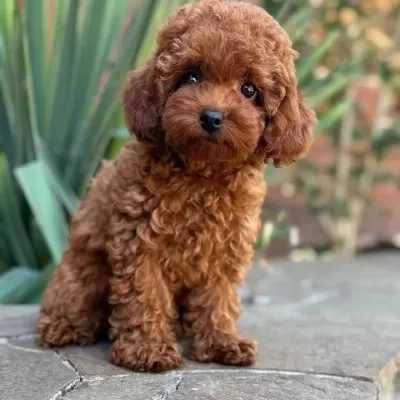 Kipkirmizi Red Toy Poodle Yavrumuz