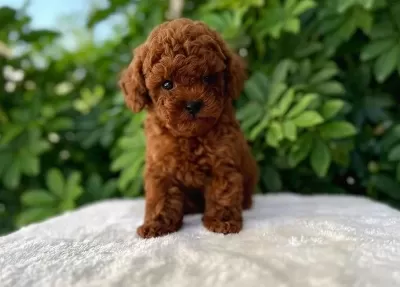 Teacup Toy Poodle Bebekler Vonalp Petshoptan