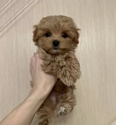 Kahve Tonlu İpeksi Bukleli Maltipoo Sosyal Ortamların Yeni Yıldızı