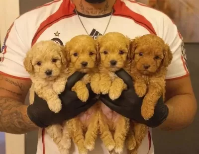 Safkan Malti̇poo Yavrulari