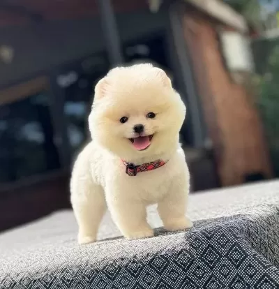 Irk Garantili Pomeranian Boo Yavrular