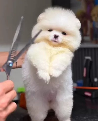 Pomerian Boo Yavrumuz