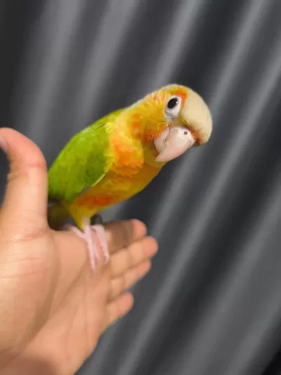 El Besleme Evcil Konur Papağanı