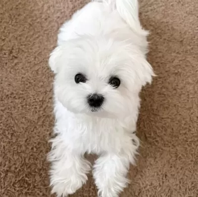 Maltese Bebekler Vonalp Petshop Garanti̇si̇ İle