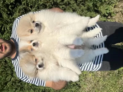 Ayi Surat Pomeranian Boo Kaliteli Yavrular