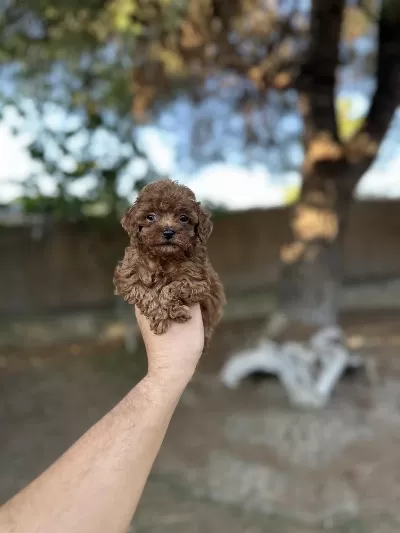 Sağlık Ve İrk Garantili Toy Poodle Yavrularımız