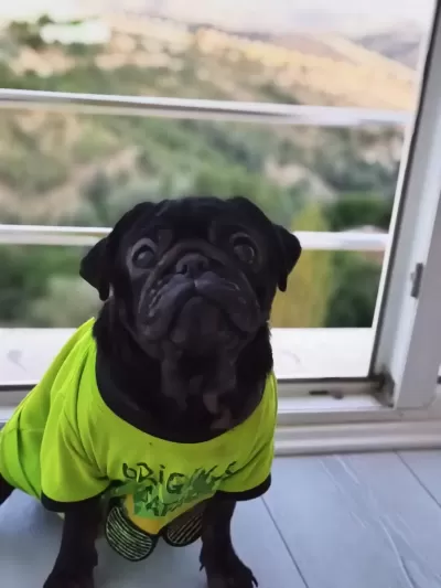 Ücretsiz Sahiplendirilecek Siyah Pug