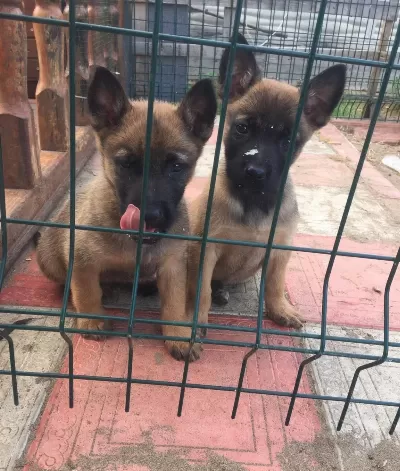 Scrlı Arama Kurtarma Köpegi Yavruları