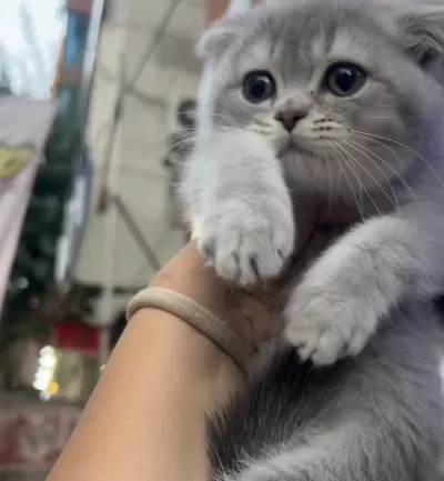 Scottish Fold Dişi Blue Golden