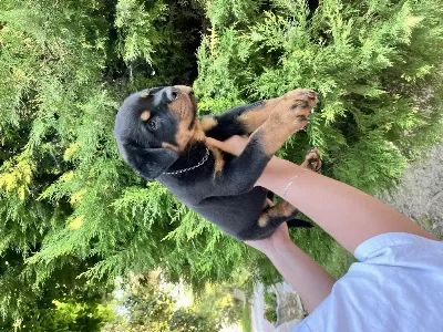 A Scr Erkek Rottweiler Yavru