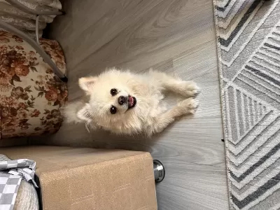 En Uygun Aşılı Güzel Pomeranian