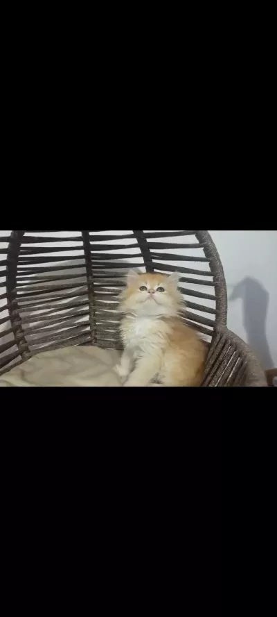 Golden Longhair Bebekler