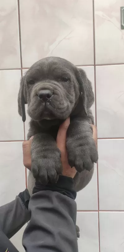 Hari̇ka Anatomi̇ Canecorso Yavrular