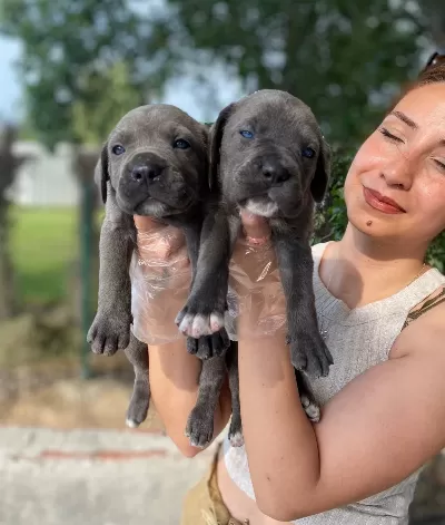 Irk Ve Sağlık Garantili Cane Corso Yavrularım