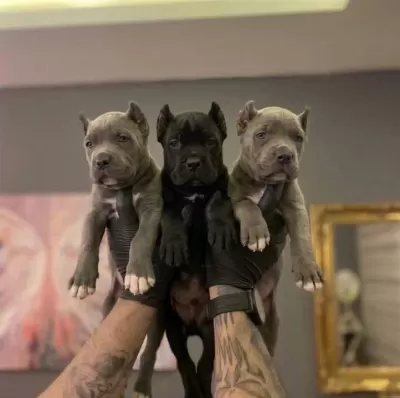 Safkan Cane Corso Yavrulari