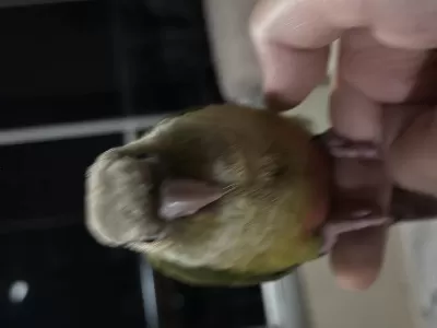 El Besleme Full Evcil 2 Aylık Konur Papağanı