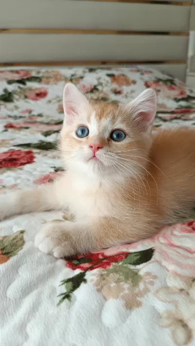 Golden British Shorthair Erkek