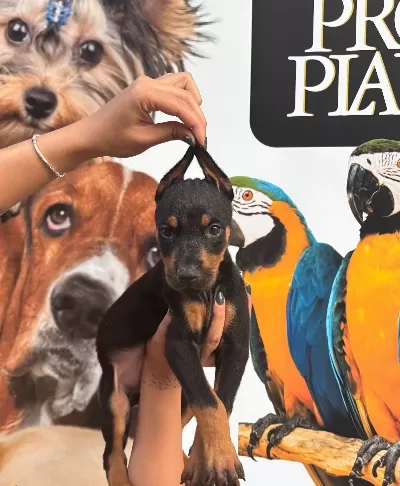 Irk Ve Sağlik Garanti̇li̇ Ki̇ng Doberman Yabrularim