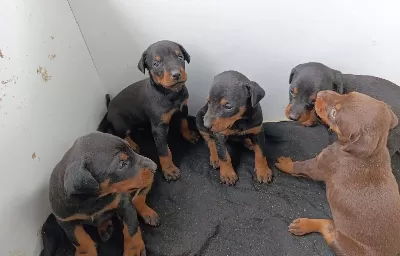 Secereli Safkan Doberman