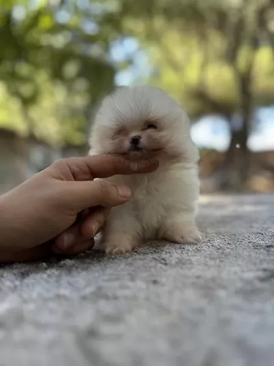 Sağlık Ve İrk Garantili Pomeranian Boo Yavrularımız