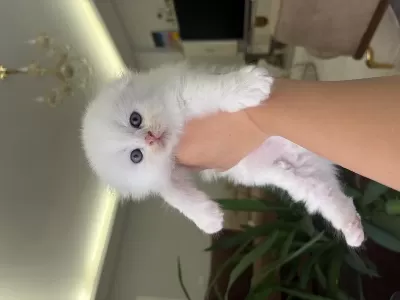Bembeyaz Scottish Fold Longhair Mavi Gözlü Yavrular
