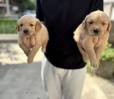 Golden Retriever Babyface Yavrular Sakarya