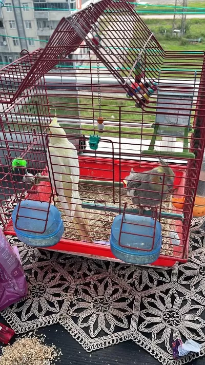 Çift Evcil Sultan Papağanı