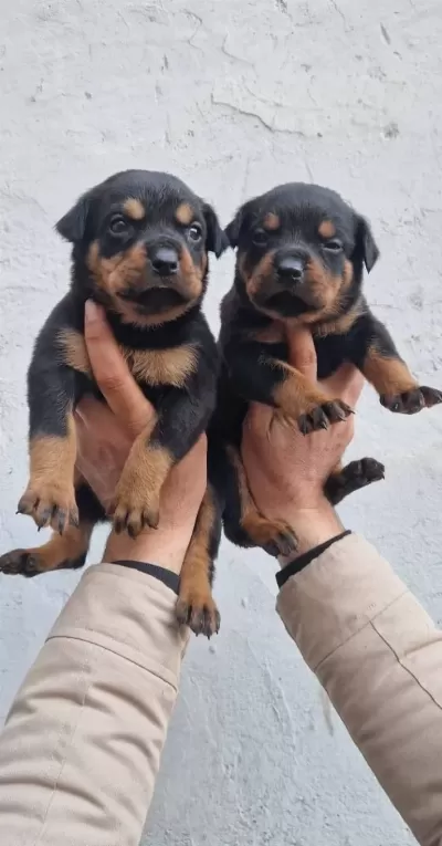 Sağlık Garantili Rottweiler Yavrularımız