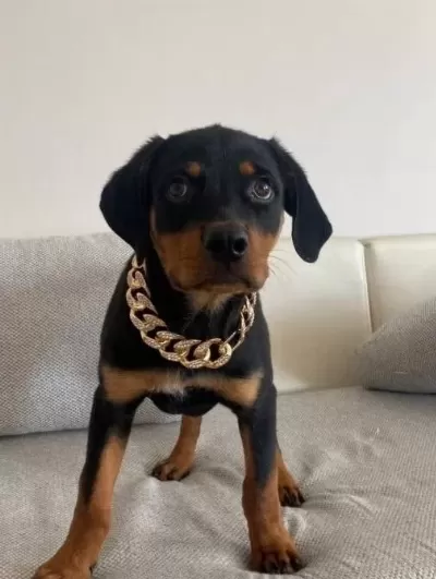 Safkan Rottweiler Erkek Yavru