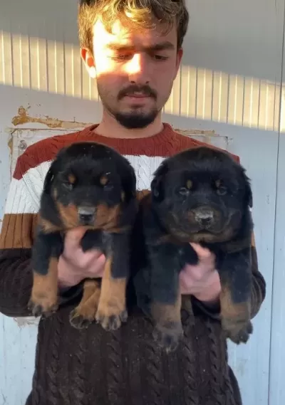 Show Kali Te Orji Nal Rottweiler Yavrulari