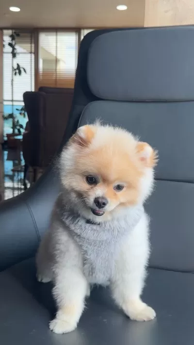 A Kalite Pomeranian Boo Ankara İçi Elden Verilecek