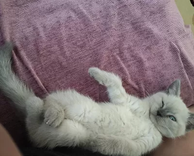 Kedimiz Boncuğu Sahiplendirme