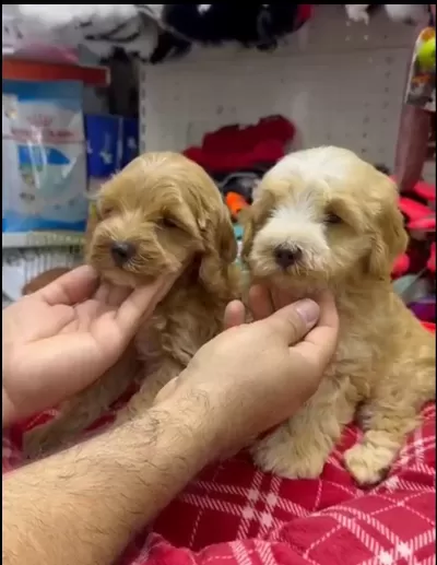 Maltipoo Yavrularimiz İrk Ve Sağlık Garantili