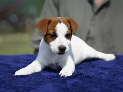 Fci-kif Şecereli Sağlıklı Ve Safkan Kısa Tüylü Köpeğimiz