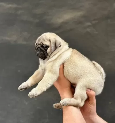 A Kalite Pug Mops Bebekler
