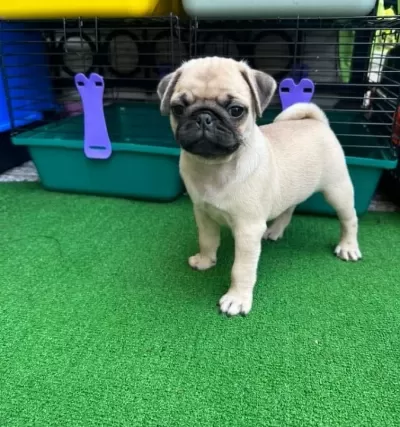 Muhteşem Anatomide Pug Mops Bebekler