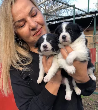 Akıllı Zeki Border Collie Yavrularımız