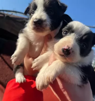 Border Collie Dişi Yavrularımız