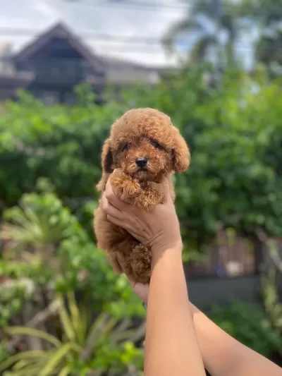 Toy Poodle İrk Garantili Köpekler