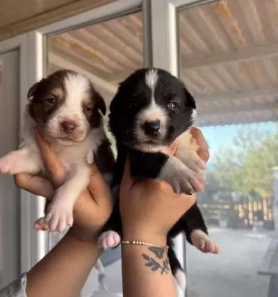 Mükemmel Border Collie Yavrularımız