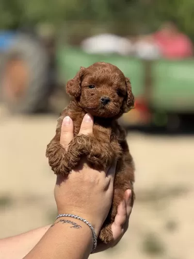 Çiş Eğitimli Aşili Küçük Boy Poodle