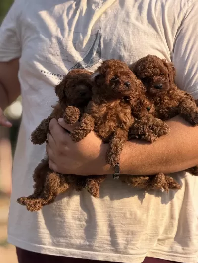 Çiş Eğitimli Aşili Küçük Boy Poodle