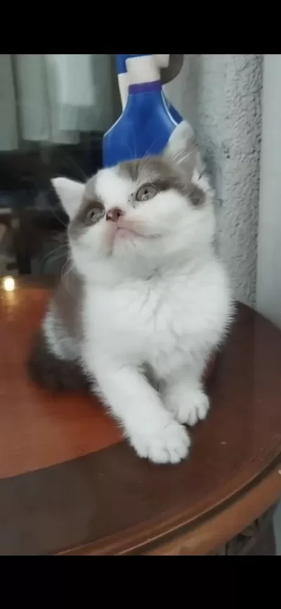 Harika Çikolata Kedilerim