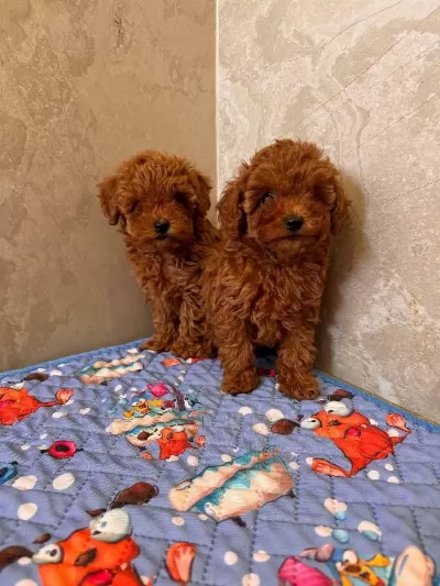Toy Poodle İrk Garantili Yavrular