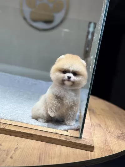 Sağlik Ve İrk Garantili Pomeranian