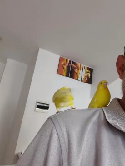 Ele Alışkın Sevmeye Veya Üretime Uygun Genç Kuşlarım