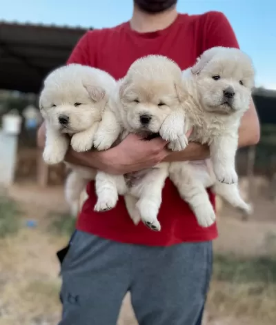 Bembeyaz Koca Kafa Chow Chow Yavrularimiz