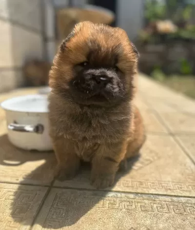 Chow Chow Yavrularımız