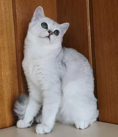 Scottish Straight Shorthair Ns11 Erkek