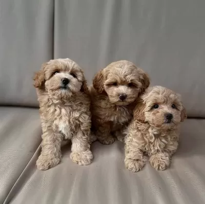 Aşili Pasaportlu Maltipoo Yavrularimiz
